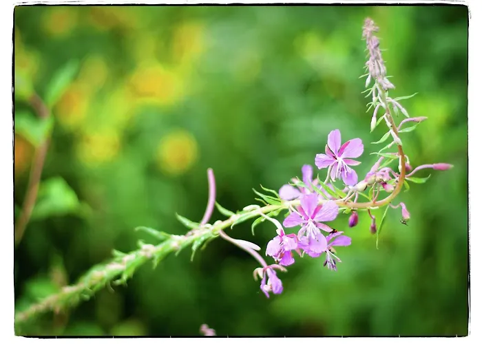 Manor House In Appartement